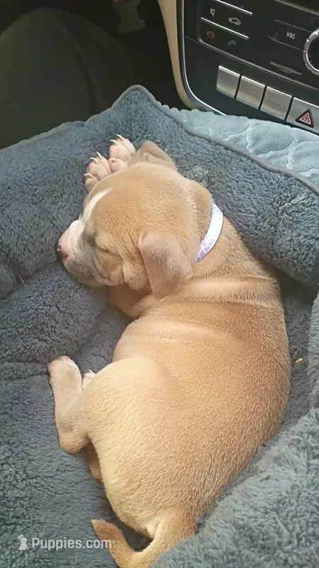 Karma – American Bully puppy for sale in Mascotte, FL