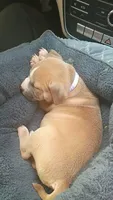 Karma, a female American Bully for sale in Mascotte, FL – 1 of 1