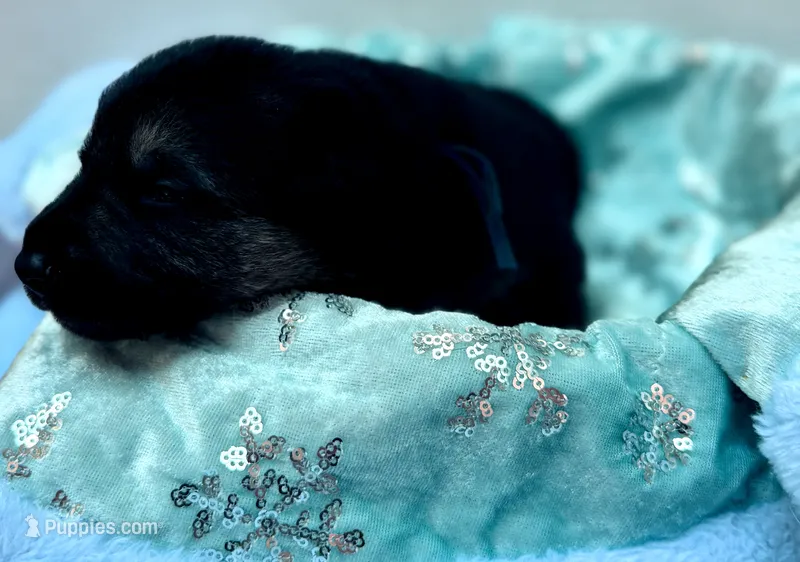 Predator – German Shepherd Dog puppy for sale in Mascotte, FL