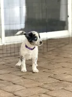 Sloan , a female Australian Cattle Dog and Australian Shepherd for sale in Clermont, FL – 4 of 6