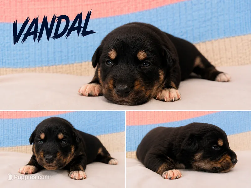 Vandal  – Australian Shepherd, German Shepherd Dog puppy for sale in Clermont, FL