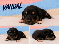 Vandal , a male Australian Shepherd and German Shepherd Dog for sale in Clermont, FL – 1 of 3