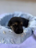 Vyper , a female German Shepherd Dog for sale in Mascotte, FL – 1 of 3