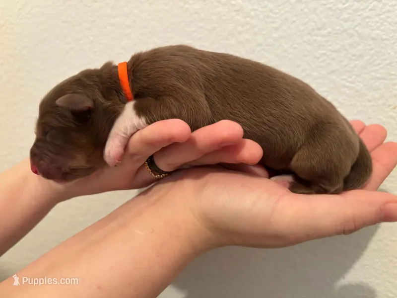 Legend – Australian Shepherd puppy for sale in Clermont, FL