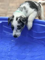 Havana , a female Australian Cattle Dog and Australian Shepherd for sale in Clermont, FL – 4 of 4