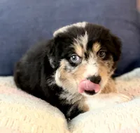 Hades , a male Australian Shepherd and German Shepherd Dog for sale in Clermont, FL – 4 of 4