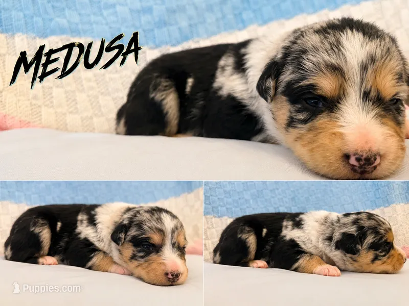 Medusa  – Australian Shepherd, German Shepherd Dog puppy for sale in Clermont, FL