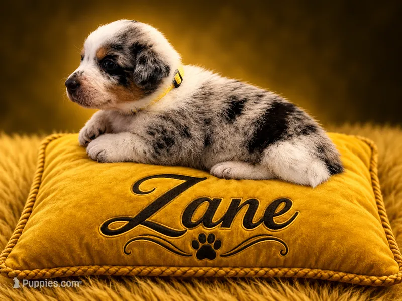 Zane – Australian Cattle Dog, Australian Shepherd puppy for sale in Mascotte, FL