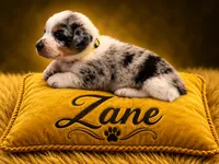 Zane, a male Australian Cattle Dog and Australian Shepherd for sale in Mascotte, FL – 1 of 4