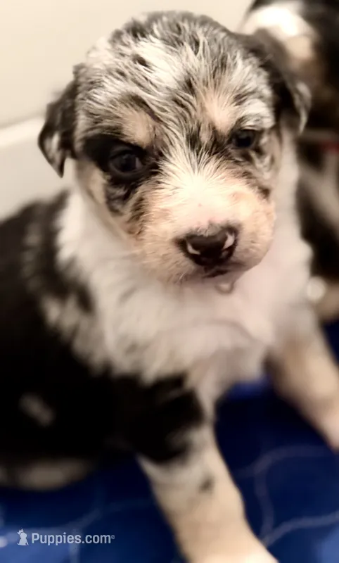 Medusa  – Australian Shepherd, German Shepherd Dog puppy for sale in Clermont, FL