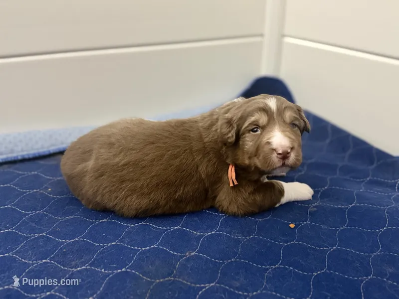 Legend – Australian Shepherd puppy for sale in Clermont, FL
