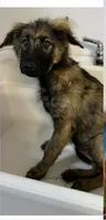 Shakira , a female German Shepherd Dog for sale in Mascotte, FL – 3 of 3