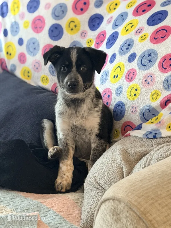 Cash  – Australian Cattle Dog, Australian Shepherd puppy for sale in Clermont, FL