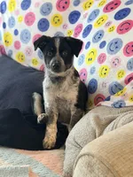 Cash , a male Australian Cattle Dog and Australian Shepherd for sale in Clermont, FL – 1 of 4
