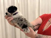 Sloan, a female Australian Cattle Dog and Australian Shepherd for sale in Mascotte, FL – 3 of 4