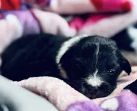 Bucky , a male Australian Shepherd for sale in Mascotte, FL – 1 of 3
