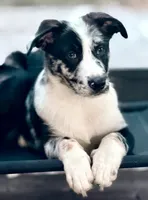 Bullet , a male Australian Shepherd and German Shepherd Dog for sale in Mascotte, FL – 2 of 2