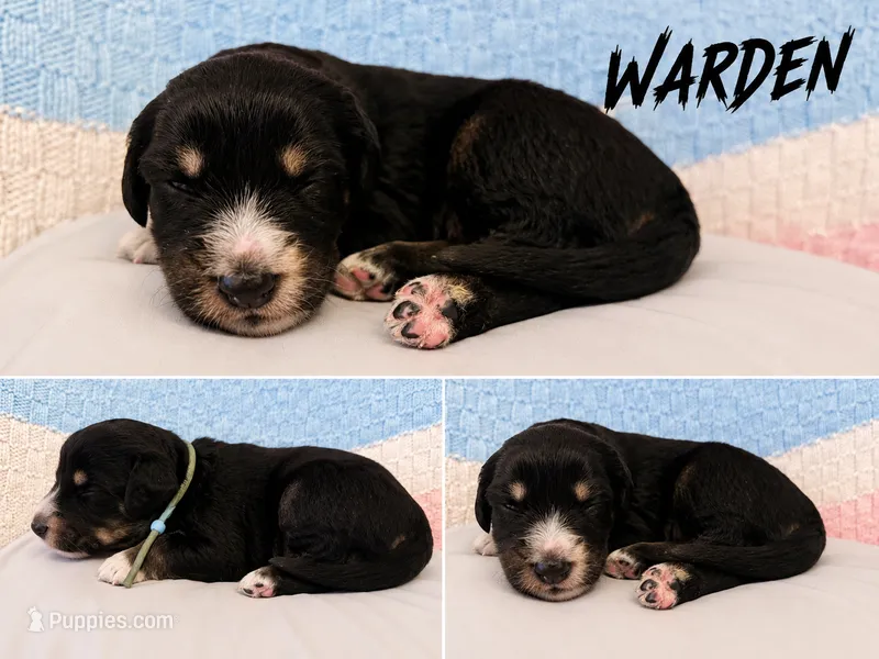 Warden  – Australian Shepherd, German Shepherd Dog puppy for sale in Clermont, FL