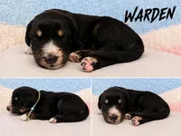 Warden , a male Australian Shepherd and German Shepherd Dog for sale in Clermont, FL – 1 of 2