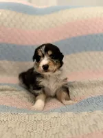 Hades, a male Australian Shepherd and German Shepherd Dog for sale in Clermont, FL – 2 of 3