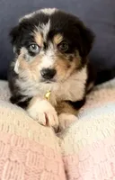 Hades , a male Australian Shepherd and German Shepherd Dog for sale in Clermont, FL – 2 of 4
