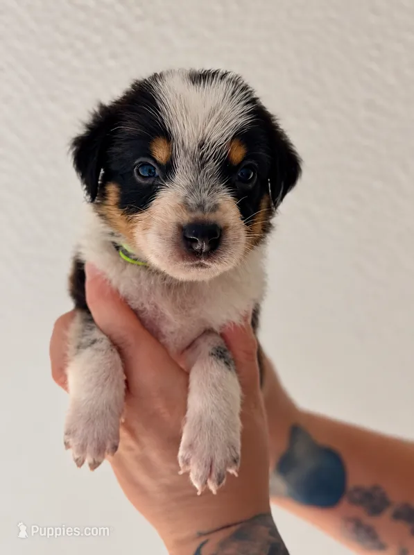 Kingston  – Australian Shepherd, Border Collie puppy for sale in Clermont, FL
