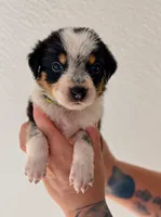 Kingston , a male Australian Shepherd and Border Collie for sale in Clermont, FL – 1 of 1