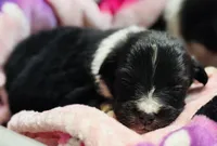 Bucky , a male Australian Shepherd for sale in Mascotte, FL – 2 of 3