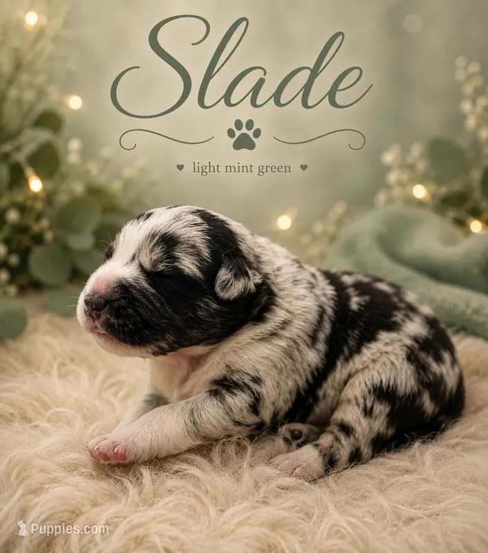 Slade  – Australian Shepherd, German Shepherd Dog puppy for sale in Mascotte, FL
