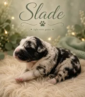 Slade , a male Australian Shepherd and German Shepherd Dog for sale in Mascotte, FL – 1 of 1