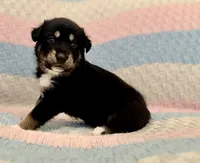 Vandal, a male Australian Shepherd and German Shepherd Dog for sale in Clermont, FL – 2 of 4