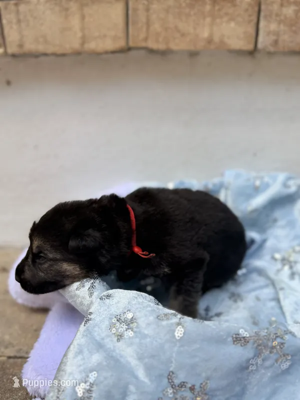 Lockjaw  – German Shepherd Dog puppy for sale in Mascotte, FL