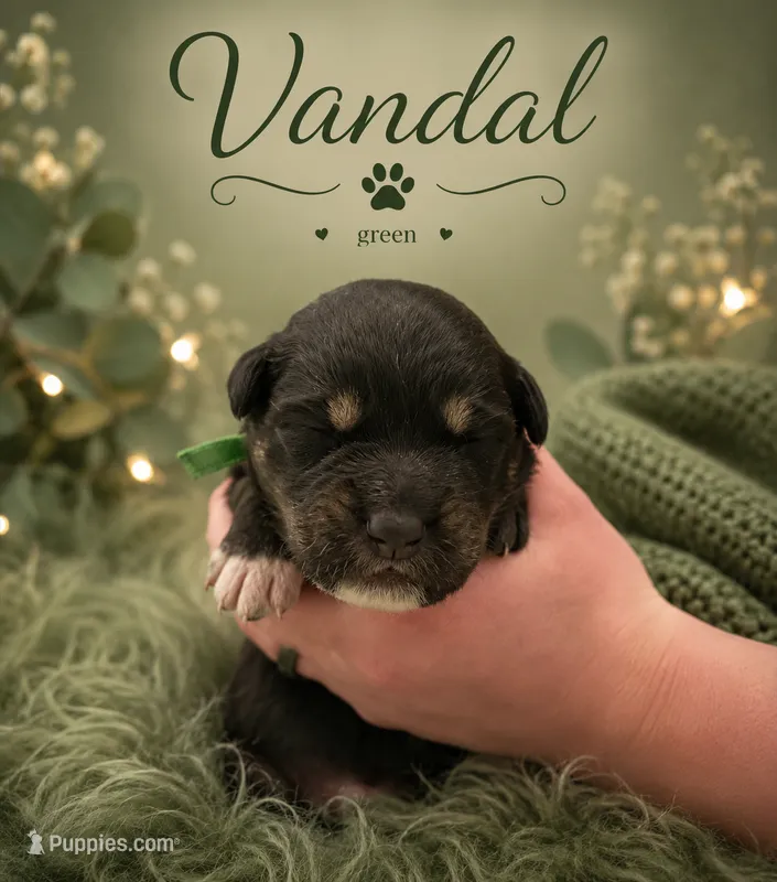 Vandal  – Australian Shepherd, German Shepherd Dog puppy for sale in Mascotte, FL