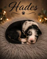 Hades , a male Australian Shepherd and German Shepherd Dog for sale in Mascotte, FL – 2 of 3