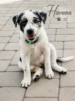 Havana , a female Australian Cattle Dog and Australian Shepherd for sale in Clermont, FL – 2 of 4