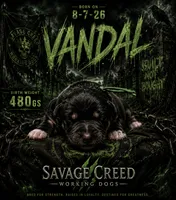 Vandal , a male Australian Shepherd and German Shepherd Dog for sale in Mascotte, FL – 2 of 3