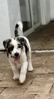 Havana , a female Australian Cattle Dog and Australian Shepherd for sale in Clermont, FL – 3 of 4