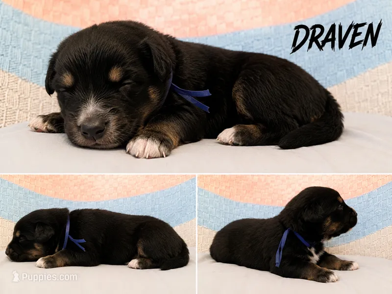 Draven – Australian Shepherd, German Shepherd Dog puppy for sale in Clermont, FL