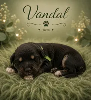 Vandal , a male Australian Shepherd and German Shepherd Dog for sale in Clermont, FL – 3 of 3