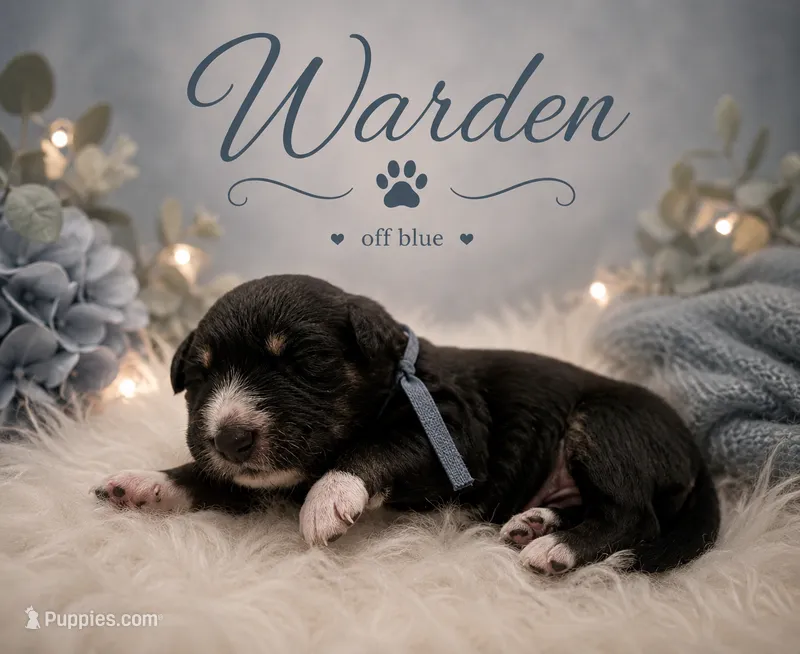 Warden  – Australian Shepherd, German Shepherd Dog puppy for sale in Mascotte, FL