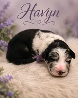 Havyn, a female Australian Shepherd and German Shepherd Dog for sale in Mascotte, FL – 2 of 3