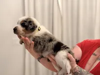 Zane, a male Australian Cattle Dog and Australian Shepherd for sale in Mascotte, FL – 4 of 4
