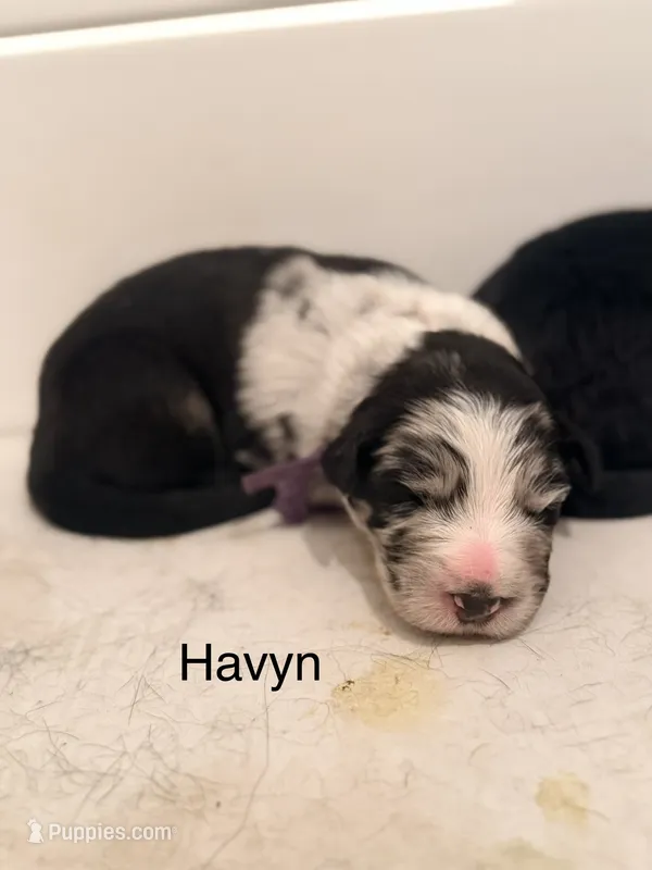 Havyn – Australian Shepherd, German Shepherd Dog puppy for sale in Mascotte, FL