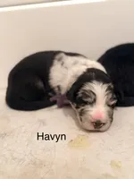 Havyn, a female Australian Shepherd and German Shepherd Dog for sale in Mascotte, FL – 1 of 3