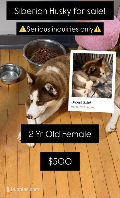 Bella  – Siberian Husky puppy for sale in Milwaukee, WI