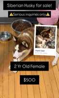 Bella , a female Siberian Husky for sale in Milwaukee, WI – 1 of 2