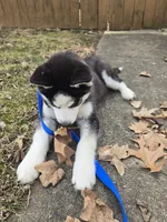 Huck, a male Siberian Husky for sale in Charlestown, IN – Photo 3 of 3