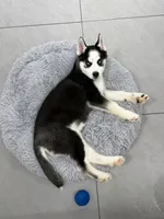 Huck, a male Siberian Husky for sale in Charlestown, IN – Photo 1 of 3