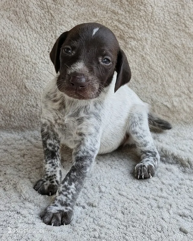AJ – German Shorthaired Pointer puppy for sale in Scott Depot, WV