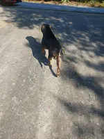 Bear, a male American Bully for sale in Hampton, GA – 8 of 10